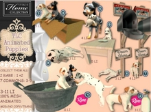 *TLC Puppies 6_Common