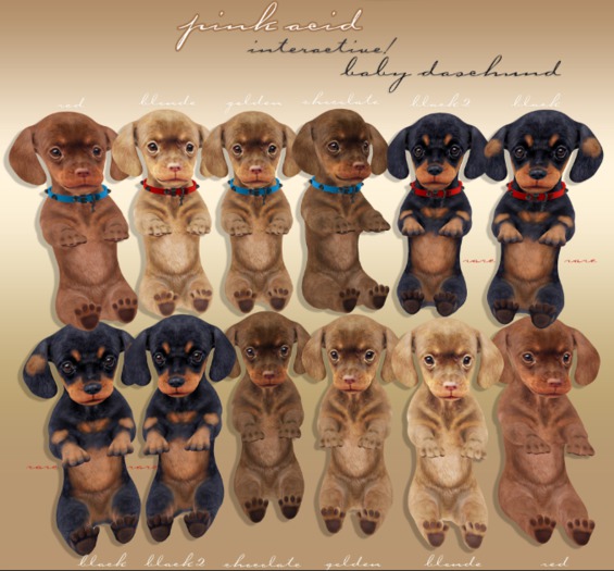 *Pink Acid Dachshund Puppy - Blonde - Collared Him RARE