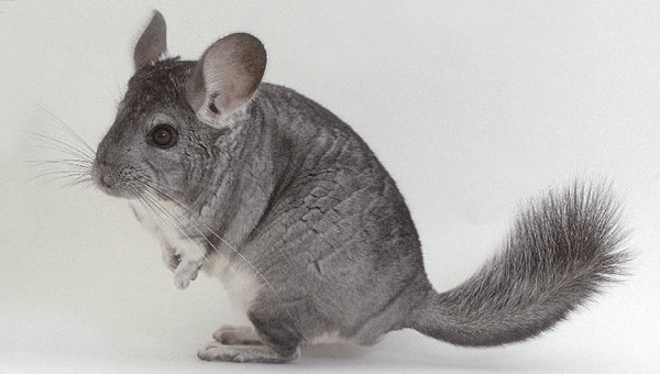 Chinchilla Gestures