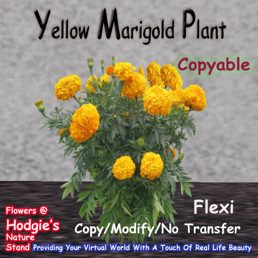 Hodgie's Flowers & Plants  --  Marigold (Large Yellow) Flexi Plant(Copyable)