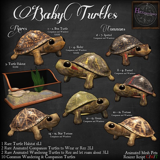 1. *HEXtraordinary* Baby Box Turtle Companion - RARE