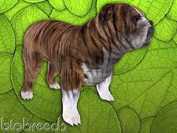 BB Bulldog Box