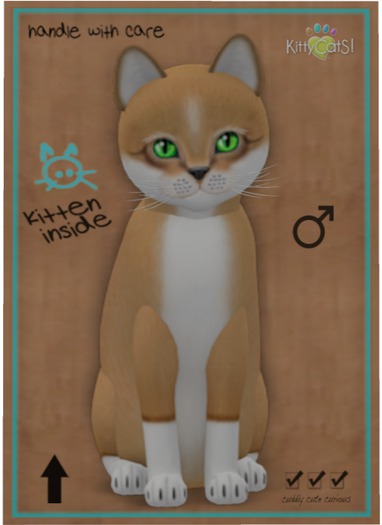 KittyCatS Box - Foxie - Blondie