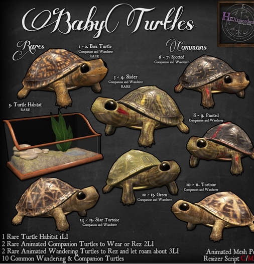 9. *HEXtraordinary* Baby Painted Turtle Wanderer