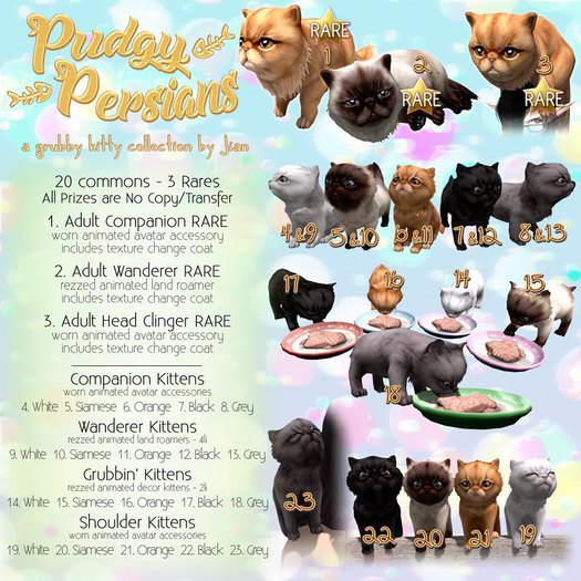 JIAN Pudgy Persians BOX 18. Grey Grubbin Kitten