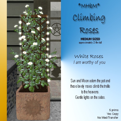 *MHbM* Sun/Moon Climbing Roses MED - WHITE