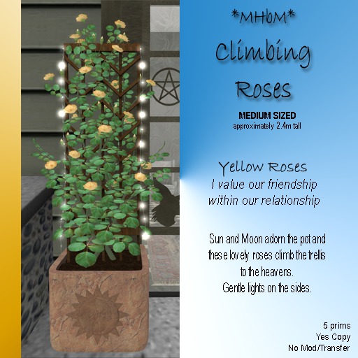 *MHbM* Sun/Moon Climbing Roses MED - YELLOW/BOX