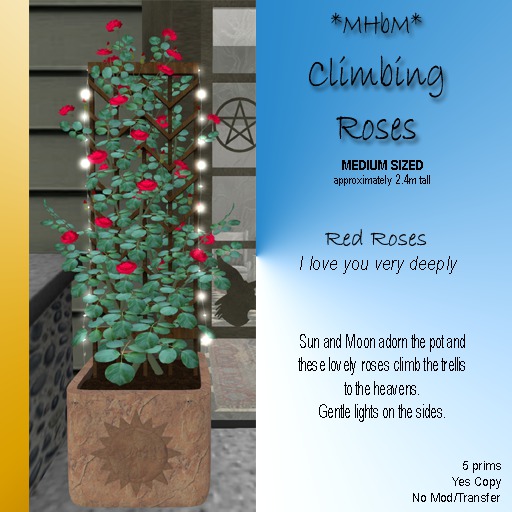 *MHbM* Sun/Moon Climbing Roses MED - RED/BOX