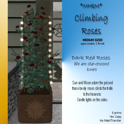 *MHbM* Sun/Moon Climbing Roses MED - RED,DK/BOX
