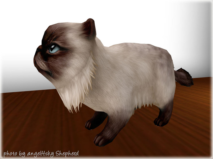 JIAN Pudgy Persians BOX 1. Adult Companion RARE