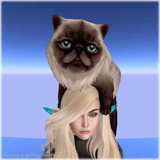 JIAN Pudgy Persians BOX 3. Adult Head Clinger RARE