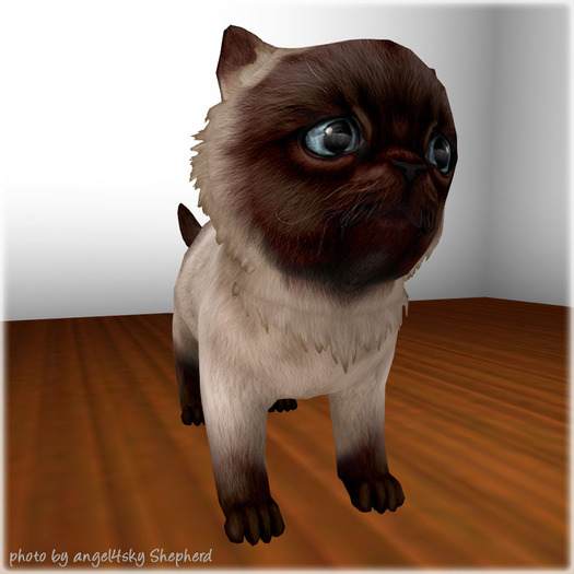 JIAN Pudgy Persians BOX 5. Siamese Companion Kitten