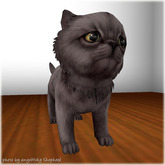 JIAN Pudgy Persians BOX 8. Grey Companion Kitten