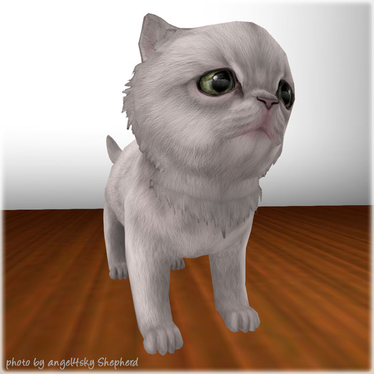 JIAN Pudgy Persians BOX 9. White Wander Kitten