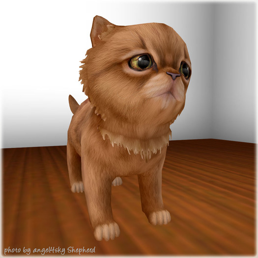 JIAN Pudgy Persians BOX 11. Orange Wander Kitten