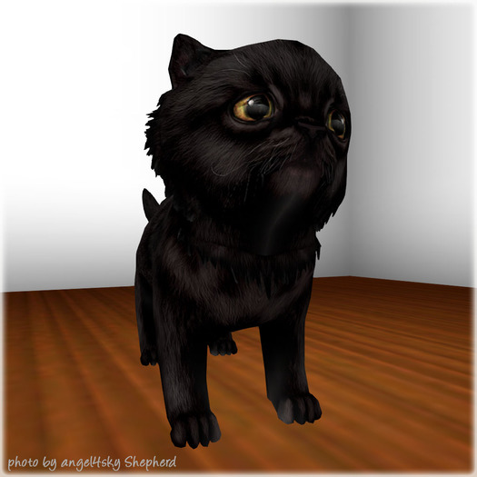 JIAN Pudgy Persians BOX 12. Black Wander Kitten
