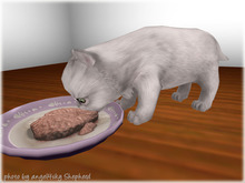JIAN Pudgy Persians BOX 14. White Grubbin Kitten