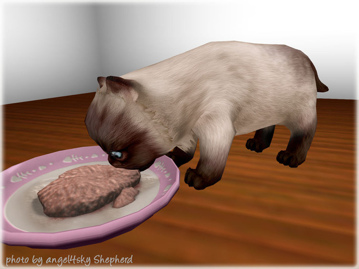 JIAN Pudgy Persians BOX 15. Siamese Grubbin Kitten