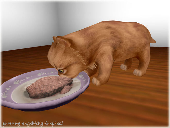 JIAN Pudgy Persians BOX 16. Orange Grubbin Kitten