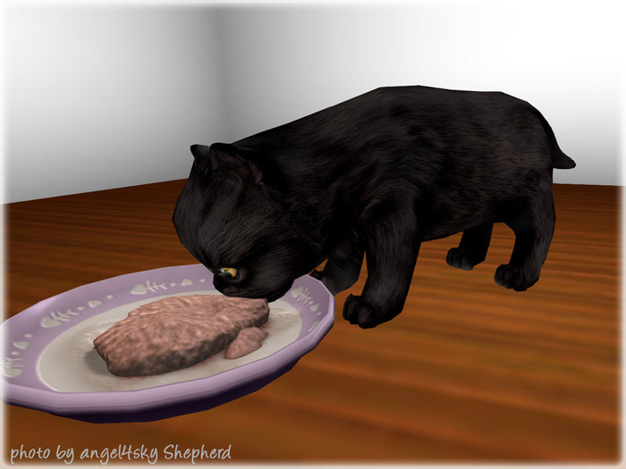 JIAN Pudgy Persians BOX 17. Black Grubbin Kitten