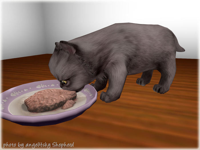 JIAN Pudgy Persians BOX 18. Grey Grubbin Kitten