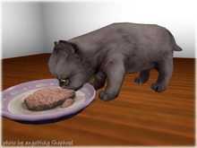JIAN Pudgy Persians BOX 18. Grey Grubbin Kitten