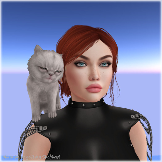 JIAN Pudgy Persians BOX 19. White Shoulder Kitten