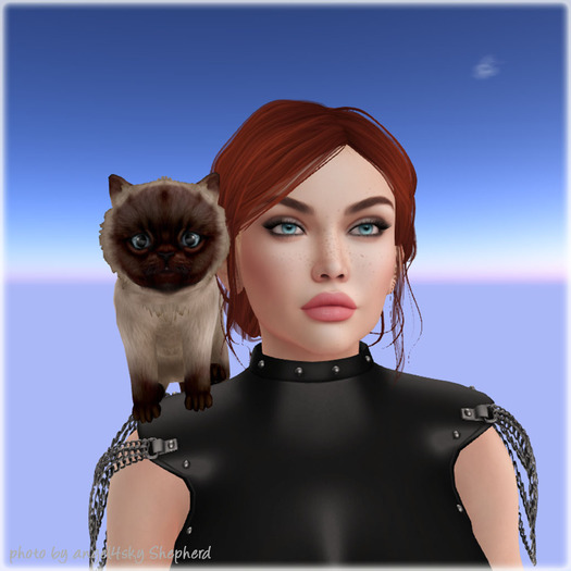 JIAN Pudgy Persians BOX 20. Siamese Shoulder Kitten