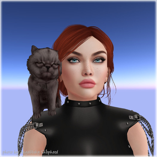 JIAN Pudgy Persians BOX 23. Grey Shoulder Kitten