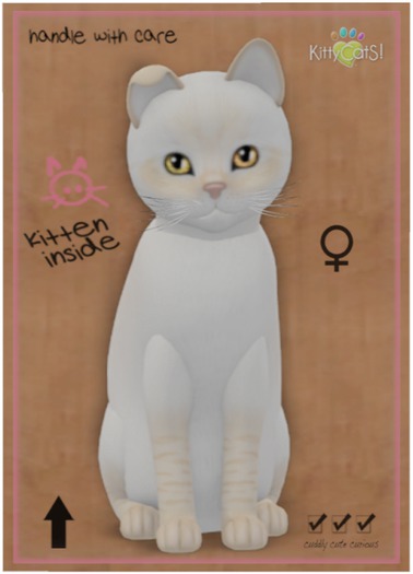 KittyCatS Box - Balinese - Cream Lynx