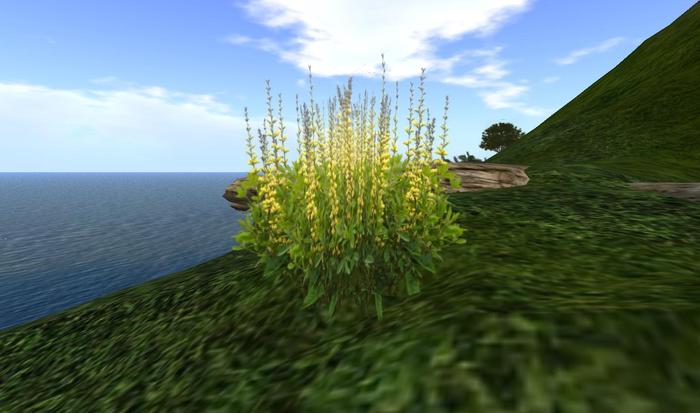 One Prim Yellow Baptisia