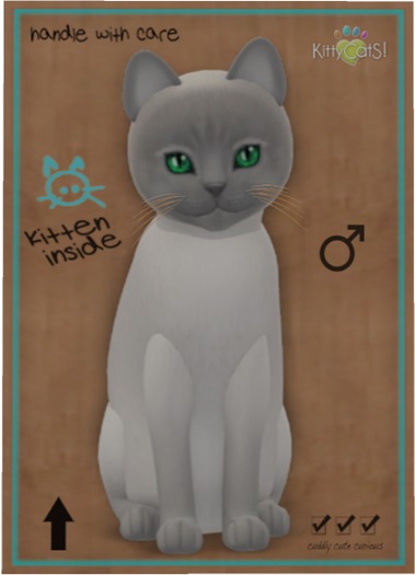 KittyCatS Box - Tonkinese - Blue Point