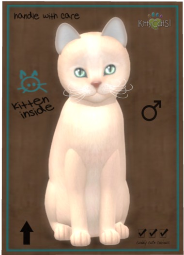 KittyCatS Box - Abyssinian - Fawn