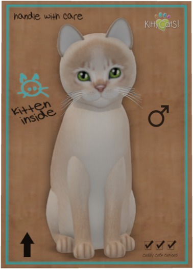 KittyCatS Box - Abyssinian - Lilac