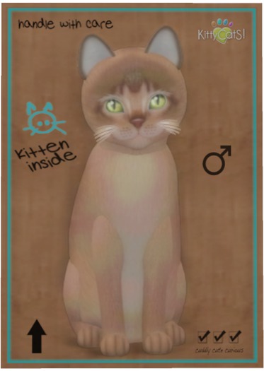 KittyCatS Box - Abyssinian - Blue