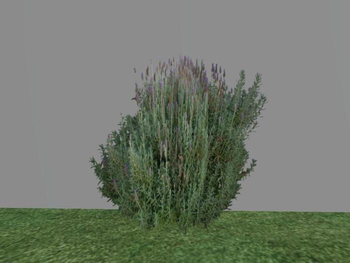 Arkads 1 Prim English Lavender