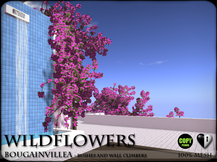 Heart - Wild Flowers - Bougainvillea