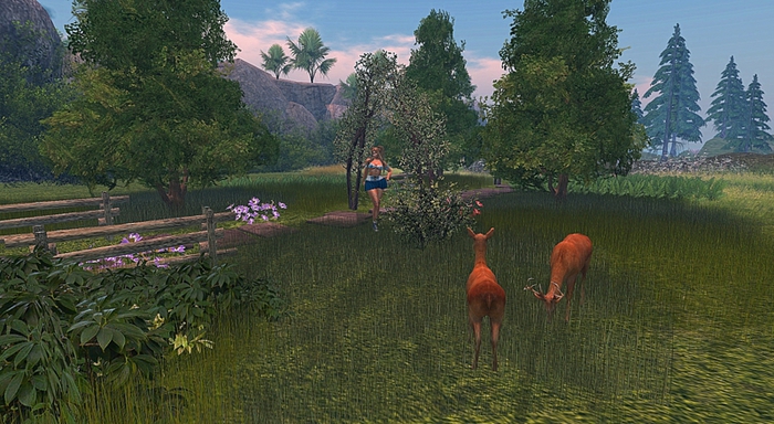 summer forest path