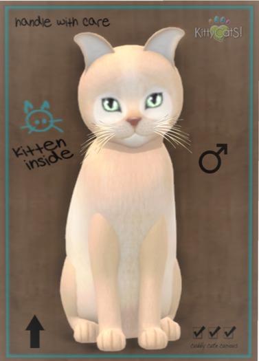 KittyCatS Box - Pandie - Fawn