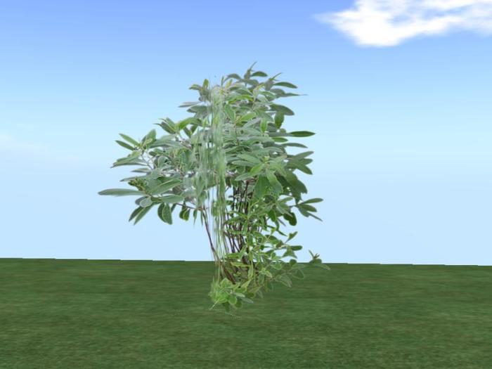 Arkads 1 Prim Sweet Gale