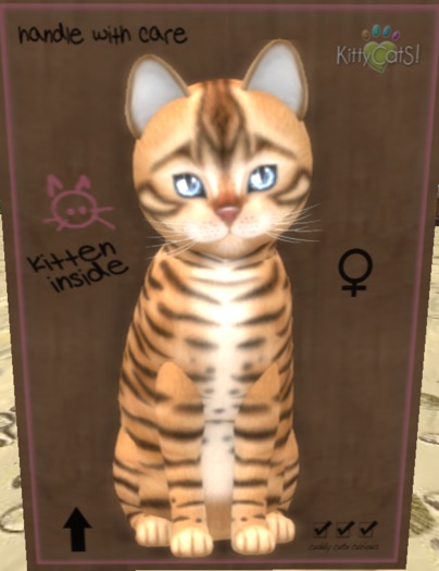 Toyger-Tan FEMALE