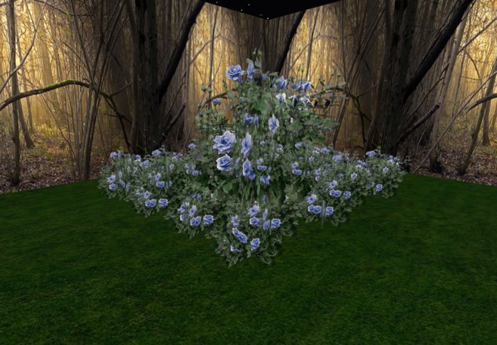 rose bush blue 3 huge