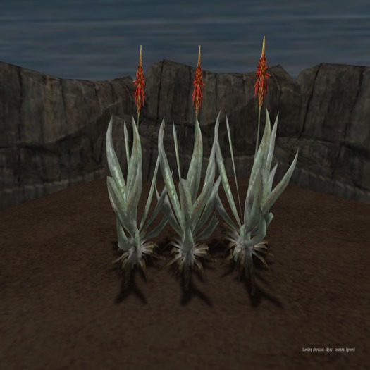 Unity Empire Aloe Vera plants