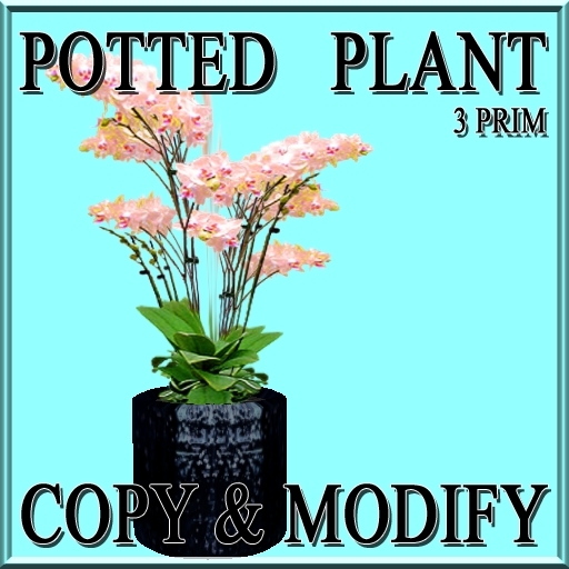 * GuTi orchid apricot 2 in ceramic planter black