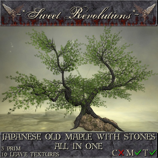 ~*SR*~ Japanese Old Maple With Stones ~ All In One mt Box