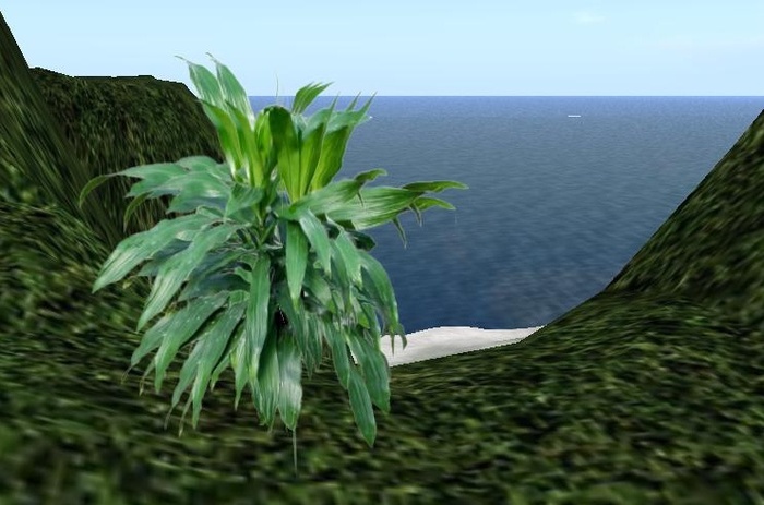 One Prim Dracaena