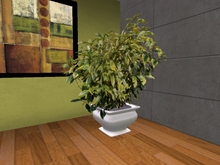 Arkad's Potted Gilt Edge Silverberry Floor flexi plant