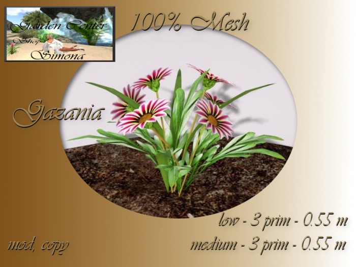 Gazania group red_002