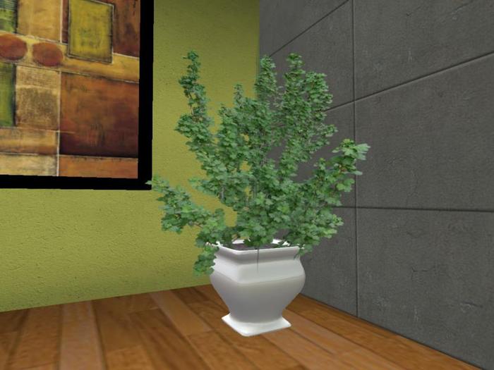 Arkad's Potted Orange Gooseberry flexi plant