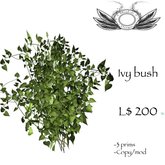Ivy bush copiable